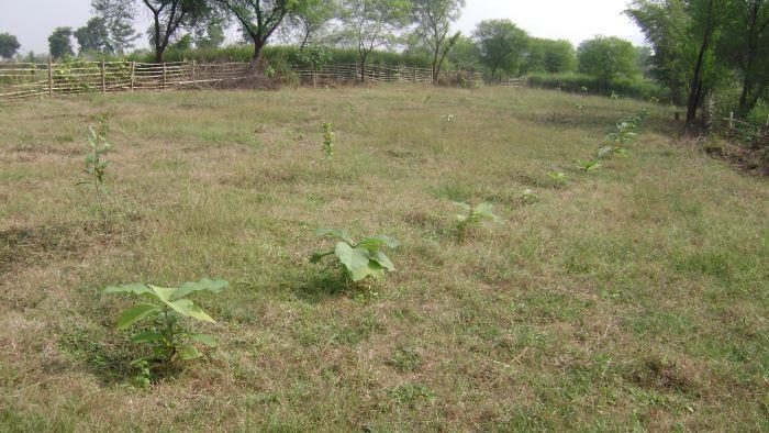 Horticulture and Timber Plantation Programme for Tribal and Scheduled Caste Communities